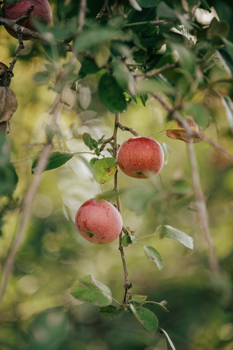 hudson valley farm wedding Hardeman Orchards Wedding
