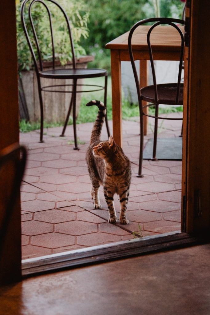 cats of blooming hill farm