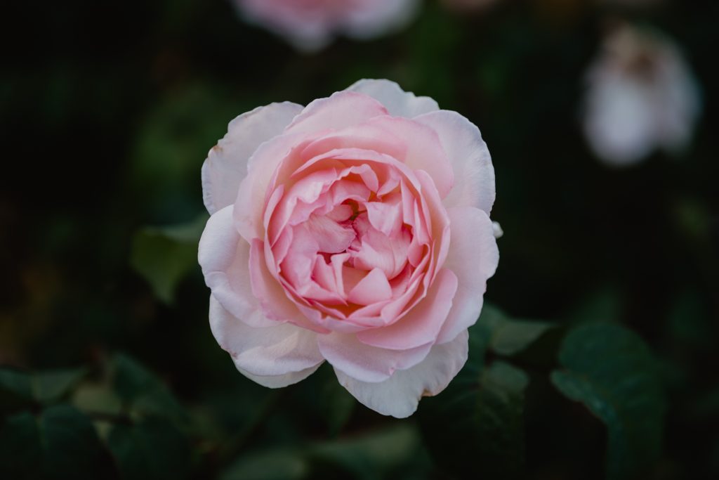 Central Park Schenectady Elopement & Micro Wedding Guide: A Romantic Rose Garden Ceremony 17 Central park Rose Garde Schnectady elopement