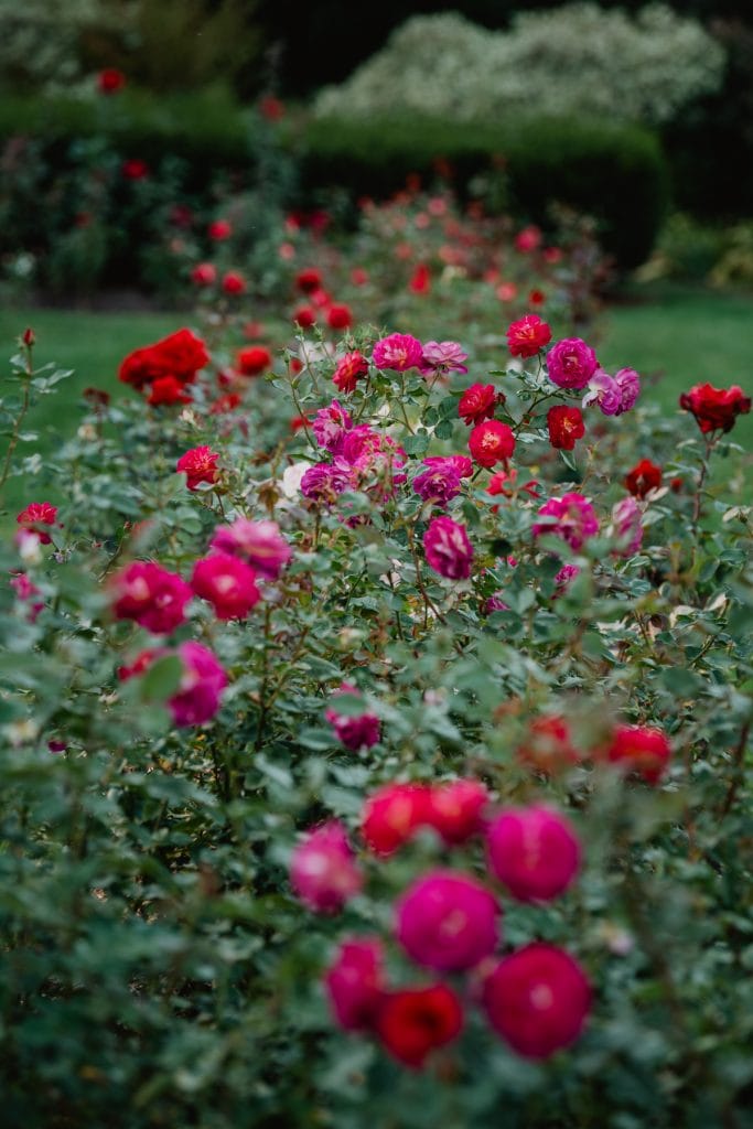 Central Park Schenectady Elopement & Micro Wedding Guide: A Romantic Rose Garden Ceremony 21 Schenectady Rose Garden wedding