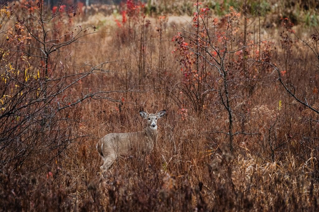 Wildflower Farms Proposal: A Dreamy Rainy Day Engagement at Wildflower Farms Auberge 15 deer at a Hudson Valley proposal