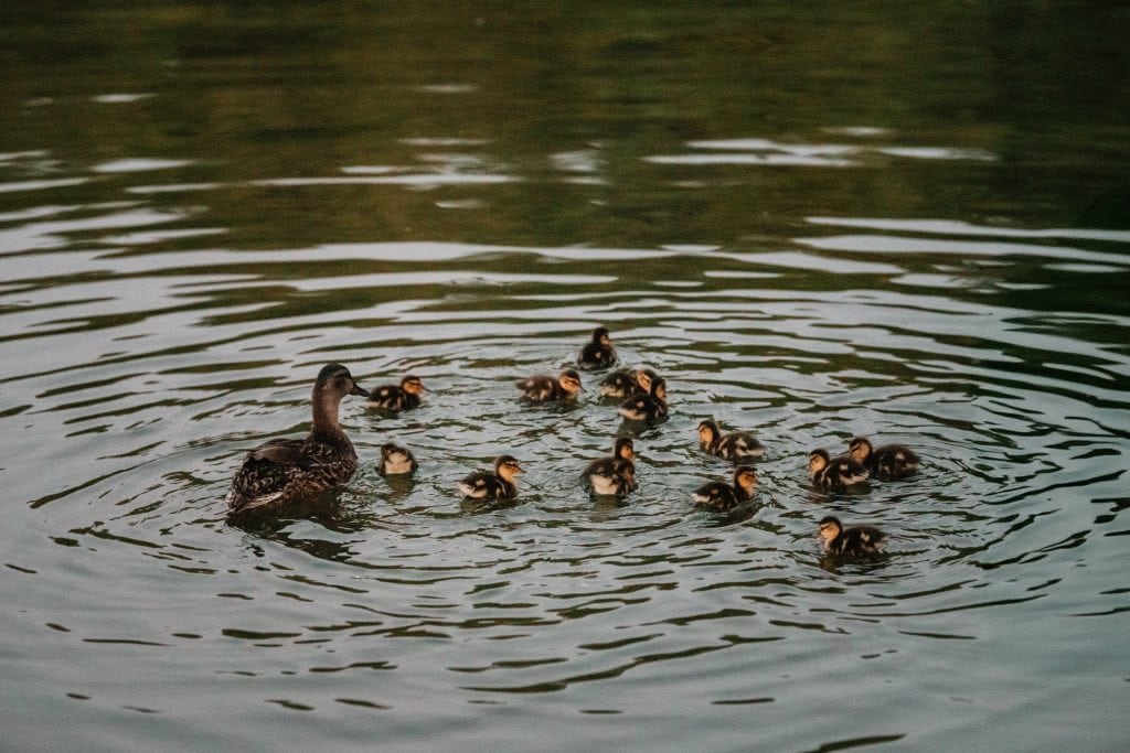Unforgettable Hudson River Boat Proposal: A Romantic Airbnb Boat Proposal & Hudson Valley Stay 21 hudson river ducklings